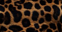 Close up of natural leopard fur pattern showing distinctive black rosettes on golden brown background, seamless wildlife texture for fashion and design projects.