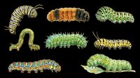 Caterpillar larvae collection isolated on transparent background, ready for clipart, t-shirt design, stickers, print-on-demand products and sublimation projects.