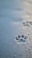 Dog paw print impression in wet sand on beach with shallow depth of field and soft bokeh background for pet care and animal lover concepts.