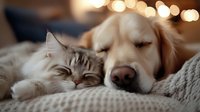 Peaceful cat and golden retriever dog sleeping together on cozy knitted blanket with soft bokeh lights in background, showing friendship between pets.