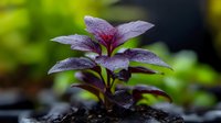 Purple and red leaves of young plant growing from soil with water drops, macro nature photography against blurred green background.