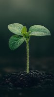 Young green seedling with water drops growing from dark soil against blurred dark background. Fresh spring sprout symbolizes new beginnings and growth.