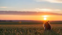 Silhouette of dog sitting in golden field during stunning sunset with warm orange and pink sky colors creating peaceful rural landscape scene.