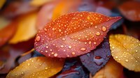 Vibrant autumn leaves covered in morning dew drops create natural pattern. Red and golden foliage with water droplets macro photography shows seasonal change.