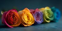 Vibrant rainbow roses arranged in a row from red to blue on dark background, showcasing colorful floral diversity for celebration or pride events.