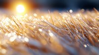 Frozen grass blades covered in morning frost with golden sunrise and bokeh light effects creating dreamy winter nature macro background.