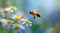 Honey bee hovering near white daisy flowers in spring garden, macro photography with soft bokeh background showing pollination process in nature.