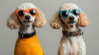 Two cream-colored poodles wearing sunglasses and stylish outfits pose side by side, one in orange sweater and one without, against neutral background.