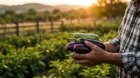 Farmer holding fresh organic cucumbers at sunset in agricultural field with mountains in background during golden hour harvest time.