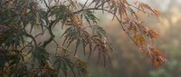 Delicate autumn maple branches with colorful leaves in soft morning light creating peaceful natural background for seasonal design projects.