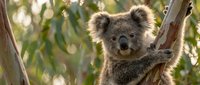 Adorable koala bear sitting on eucalyptus tree branch in natural Australian habitat with soft sunlight filtering through green leaves creating peaceful scene.