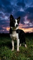 Black and white border collie standing in grassy field at sunset with dramatic cloudy sky, suitable for pet, animal, and nature stock photography projects.