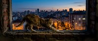 Urban wildlife raccoon perched on weathered ledge overlooking illuminated cityscape at dusk, suitable for nature and city contrast editorial use.