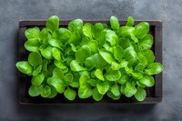 Fresh green lamb's lettuce leaves growing in wooden box on dark background, organic microgreens for healthy eating and restaurant menu decoration.