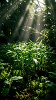 Lush green seedlings grow in forest undergrowth with dramatic sunlight rays filtering through dense canopy foliage, creating atmospheric woodland scene for nature and environmental design projects.