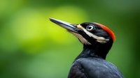 Male Pileated Woodpecker close-up portrait showing distinctive red crest and black plumage against blurred green natural background, wildlife photography.