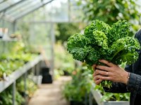 Fresh curly kale leaves held in hands inside greenhouse with rows of organic vegetables growing in background for farming and agriculture.