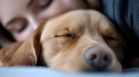 Sleeping golden retriever puppy close-up showing peaceful expression with closed eyes and soft nose detail against blurred background, capturing tender moment of rest.