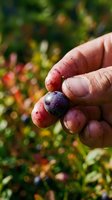Hand holding freshly picked dark blueberries in a garden setting with blurred berry bushes in background. Suitable for food, agriculture, and harvest themes.