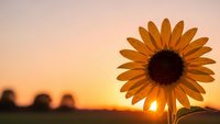 Single sunflower blooming against golden sunset sky in rural field with warm orange glow and silhouetted landscape creating peaceful summer evening atmosphere.