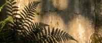 Sunlight filtering through fern leaves casting intricate shadows on textured stone wall creating natural botanical pattern for organic design projects.