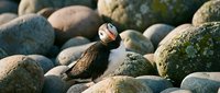 Atlantic puffin seabird perched on rocky coastal stones with colorful beak and distinctive black white plumage in natural habitat for wildlife photography.