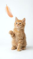 Adorable orange tabby kitten playing with feather toy on white background, isolated for pet care and animal behavior designs.