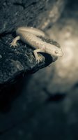 Small pale gecko lizard climbing on dark rocky surface in natural outdoor environment with soft lighting and shallow depth of field.