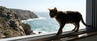 Black tabby cat standing on windowsill overlooking rocky coastal cliffs and turquoise ocean water, suitable for travel, lifestyle, and pet-related content.