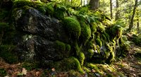 Moss-covered rocks and boulders in lush green forest creating natural woodland landscape for environmental and nature photography projects.