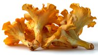 Fresh golden chanterelle mushrooms with wavy caps and distinctive gills isolated on white background, ready for culinary use in gourmet dishes.