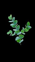 Eucalyptus branch with green and blue-toned leaves isolated on transparent background, ready for t-shirts, stickers, clipart, print-on-demand products, and sublimation designs.