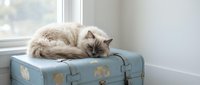 Fluffy long-haired cat with cream and brown markings resting on vintage blue suitcase by bright window, relaxed pet lounging on luggage.