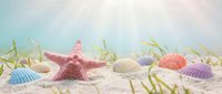 Pink starfish with colorful seashells on sandy beach with sea grass underwater marine life ocean floor tropical vacation summer concept.