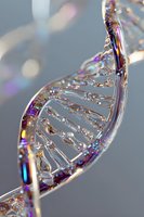 Sparkling glass DNA helix model with iridescent reflections against gray background, representing genetic science and biotechnology research.