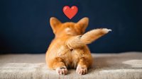 Adorable orange corgi puppy sitting with fluffy tail and red heart symbol above, expressing love and affection on wooden surface against dark background.