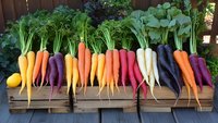 Fresh rainbow carrots in vibrant colors from purple to orange, yellow and white arranged in wooden crates, showing organic farm harvest variety.