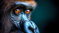 Close-up macro shot of primate eye and face showing detailed texture of skin, amber colored iris, and expressive features against dark background. Wildlife photography.