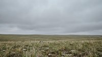 Vast prairie grassland under overcast sky with native grasses and wildflowers stretching to horizon creating serene natural landscape for environmental projects.