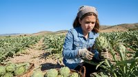 Young female farmer in denim jacket and headscarf harvesting fresh vegetables in agricultural field under clear blue sky for sustainable farming concepts.