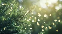 Fresh pine branches with morning dew drops against blurred bokeh background in sunlight. Natural winter holiday atmosphere for seasonal designs.