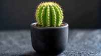 Spherical barrel cactus in modern black ceramic pot against dark background, sharp spines and vibrant green color create dramatic minimal composition.