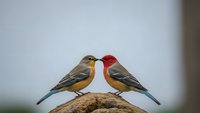 Two colorful finches perched on rock facing each other in romantic pose against soft blurred background for nature wildlife photography projects.