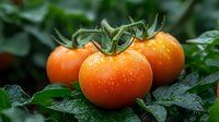 Fresh ripe orange tomatoes with water drops on green leaves background, macro shot showing natural texture and juicy surface in garden setting.