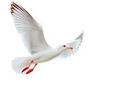 White seagull in flight with spread wings against pure white background, isolated cutout for design projects and commercial use. Detailed feathers and natural pose.