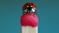 Red ladybug beetle sitting on top of red and white mushroom against turquoise background for nature design projects.