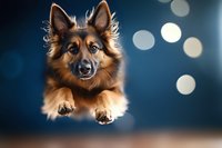 German Shepherd dog with tan and black coat jumping toward camera against blue bokeh background with blurred lights, studio portrait for pet, animal, and canine design projects.