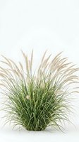 Ornamental fountain grass plant with feathery plumes isolated on white background for landscaping and garden design projects.