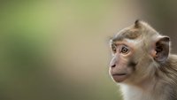 Young macaque monkey portrait with expressive brown eyes and natural fur texture against soft blurred green background for wildlife photography.