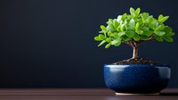 Small bonsai tree with bright green leaves in round blue ceramic pot against dark background, minimalist zen garden composition for interior decoration.